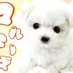 【 マルチーズ 】純白のベールを纏った小さな天使!