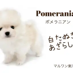 【 白ポメラニアン 】クリームカラー!マズル短めタヌキ顔ポメラニアン!