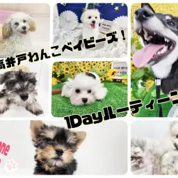【 1Dayルーティーン 】高井戸わんこベイビーズの1日をご紹介!