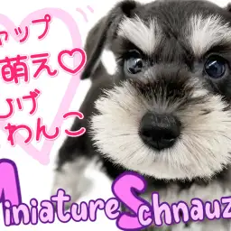 【 ミニチュアシュナウザー 】賢さと愛嬌を持つ、ギャップ萌えなおひげわんこ!