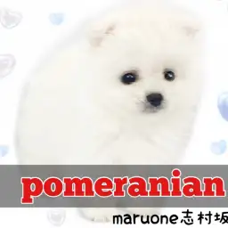 【 ポメラニアン 】大人気の白ポメちゃんが登場!たぬき顔と潤んだ瞳に一目惚れ注意
