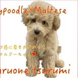 【 MIX 】生後4ヶ月！モコモコに磨きがかかったマルプーちゃん！