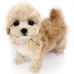 MIX（トイプードル×マルチーズ）