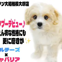 【 マルキャバ 】シャンプーデビュー!甘えん坊な性格にも磨きがかかったよ!