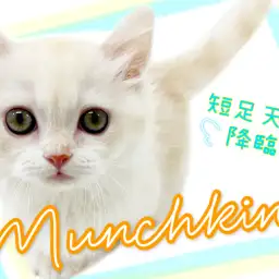 【 マンチカン 】あなたも虜になる事間違いなし！短足マンチ元町に降臨！！！