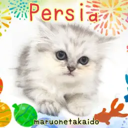 【 ペルシャ 】フワフワキラキラ!チンチラシルバー!天使のペルシャ!