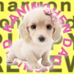 【 カニンヘンダックスフント 】仰天!両親3kg台の小さめイエローの女の子登場!