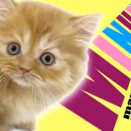 【 ミヌエット 】マンチカンの短足とペルシャフェイス!王道系茶トラのミヌエット!