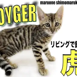 【 トイガー 】要チェック！猫なのに柄はアレ！超希少なリビングで飼えるトラが登場