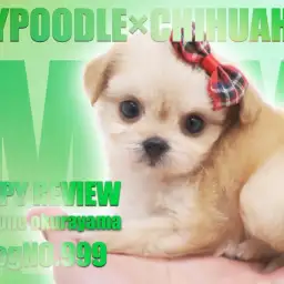 【 チワプー 】トイ・プードルとチワワから誕生した小さなMIXわんこ徹底解説!