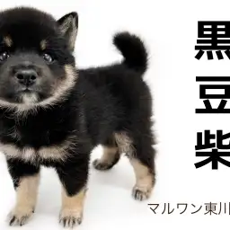 【 豆柴 】KC公認、希少な黒豆柴登場!!子熊の様な丸い顔立ちに注目!
