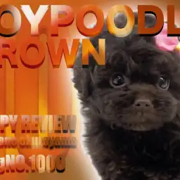 【 トイプードル 】大倉山店ブログ1000号は希少ブラウンの女の子のご紹介！