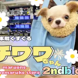 【 チワワ 】母性本能をくすぐる!穏やかで優しい子に成長中の2ndブログ!