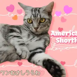 【 アメリカンショートヘア 】王道カラーは色濃くくっきり！なでなで大好きにゃんこ