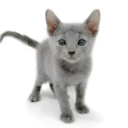 ロシアンブルー