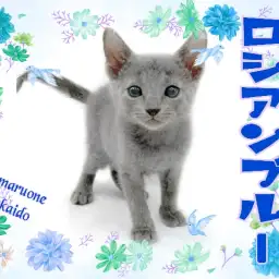 【 ロシアンブルー 】高井戸イチの甘えんぼキャット!