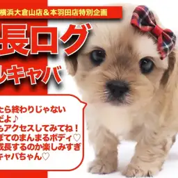 【 マルキャバちゃんの成長アルバム 】ぽってぽてボディのマルキャバちゃんの成長記!