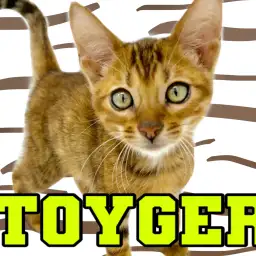 【 トイガー 】希少種!野性味溢れる小さなトラが横浜元町にやってきた!!