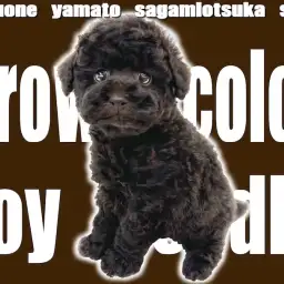 【 トイプードル 】レアカラー！ビターなブラウンの被毛を持つ愛らしい人気犬種！