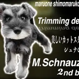 【 ミニチュアシュナウザー 】トリミングデビュー！シュナカットの嗜みは美しさの鍵