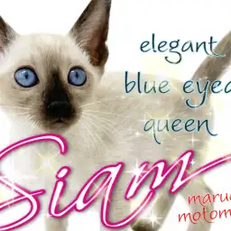 【 シャム 】サイアミーズとも呼ばれる青い瞳の猫の女王!