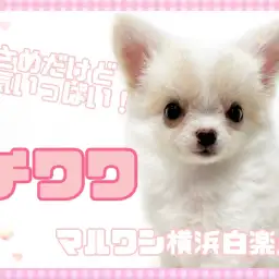 【 チワワ 】既に超甘えん坊！好奇心も食欲も旺盛な小さめチワワちゃん