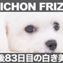 【 ビションフリーゼ 】生後83日目を迎えた白き美体のツイスト＆小顔が凄すぎた！