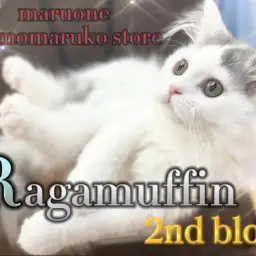 【 ラガマフィン 】ハチワレ模様が可愛い！遊び好きで甘えん坊に育った2ndブログ