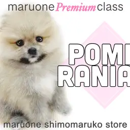【 ポメラニアン 】マルワンプレミアム、極上のふわふわワンコをお届け！