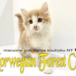 【 ノルウェージャンフォレストキャット 】遊ぶの大好き!甘えん坊な男の子