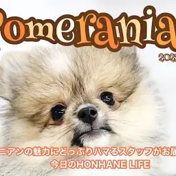 【 ホンハネワンライフ 】お店に来て20日経過!ポメちゃんの魅力に胸キュン!