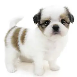 MIX（チワワ×シーズー）