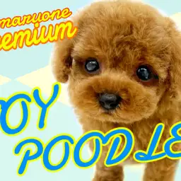 【 トイプードル 】ぬいぐるみを超える可愛すぎるプレミアムわんこ！