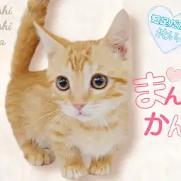 【 マンチカン 】レアカラー!貴重な短足!将来が楽しみな甘えん坊にゃんこ