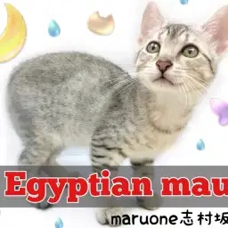 【 エジプシャンマウ 】古代エジプトから愛されていた超希少猫種がやってきた!