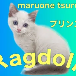 【 ラグドール 】とてもフレンドリーで甘えん坊なラグちゃん！！