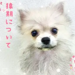 【 猿期ってなぁに？ 】ポメちゃんが紹介しちゃうぞ！