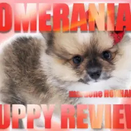 【 ポメラニアン 】白いポイントが魅力！コーギーみたいな毛色を持った珍しいポメ！