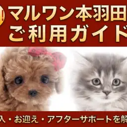 【 マルワン本羽田店ご利用ガイド 】購入〜お迎え〜アフターサポートの流れを解説！