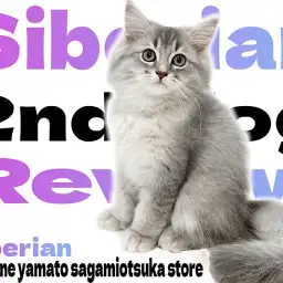【 サイベリアン 】ちょこっと成長した姿をお届け!穏やかな性格がわかる2nd記事