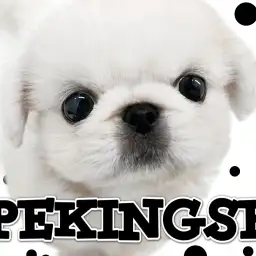 【 ペキニーズ 】元町名物！おもちのようなモノクロマスコット！