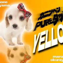 【 カニンヘンダックス 】ピュアイエローの極上カラーの女の子がやってきた!