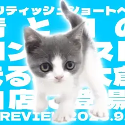 【 ブリティッシュショートヘア 】青と白のコントラストが可愛すぎる女の子登場！