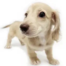 ミニチュア・ダックスフント