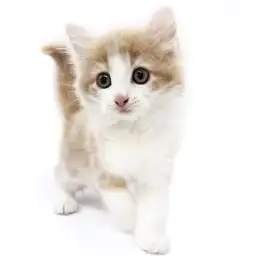 ノルウェージャンフォレストキャット