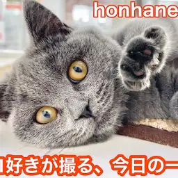 【 ホンハネニャンライフ 】本羽田店の可愛いネコちゃん!オフショットを大公開!