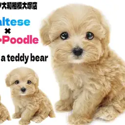 【 マルプー 】丸い体型が可愛い!マルチーズとトイプードルのテディベア系MIX!