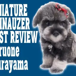 【 ミニチュアシュナウザー 】ビーナス降臨!ソルト&ペッパー女の子の全体像を解説