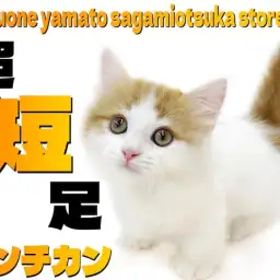 【 マンチカン 】僅か数cmの超短足ボディ!懐っこい癒し系にゃんこをご紹介!