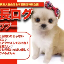 【 チワプーちゃんの成長アルバム 】片手に軽々乗れちゃうチワプーちゃんの成長記!!